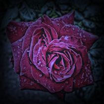 Purple Rose by Carmen Wolters