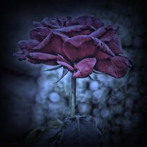 Purple Rose von Carmen Wolters