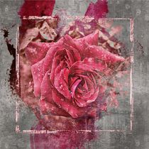 Pink Rose von Carmen Wolters
