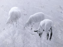 Winterschaf im Winterschlaf | White sheep deep asleep | Sueño blanco von artistdesign
