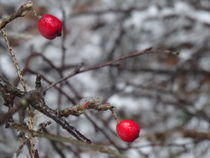 Rote Beeren im Winterkleid  by artofirenes