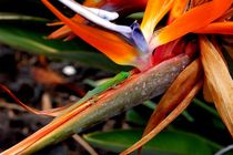 Gecko auf Papageienblüte von Maria Killinger