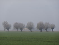 Weiden im Nebel von Antje Püpke
