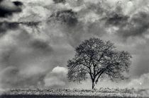 Der Baum by Bruno Schmidiger
