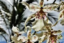 Hawaiian Orchid by Maria Killinger