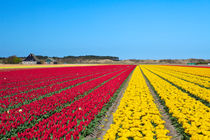 Tulip fields by Sara Winter