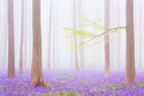 Foggy bluebell forest von Sara Winter
