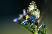 Schmetterling im Sonnenlicht von Marianne Drews