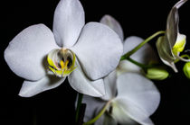 Orchidee von Joerg Doerband
