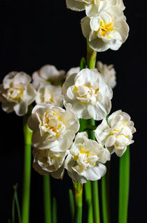 Narcissus by Joerg Doerband