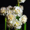 Narcissus-bridal-crown