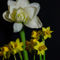 Amaryllis-tulpen