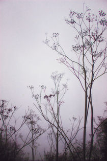 Wildflowers in the Fog von Vicki Field