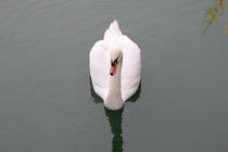 Swan On Black Water von Mark Jobe