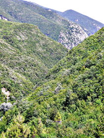 Forest in mountain in italy  von esperanto