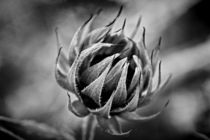 Very young sunflower black & white von leddermann