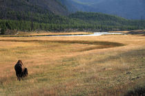 Yellowstone Bison von Aidan Moran