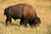 American Bison von Aidan Moran