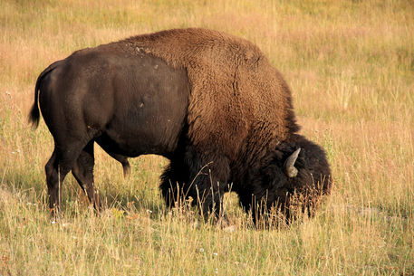 Edited-bison