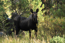 Female Moose von Aidan Moran