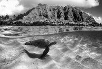 Ridge Turtle by Sean Davey