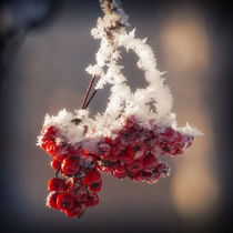 Berries in Ice by cinema4design
