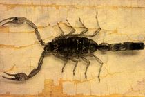 Little Scorpion by leddermann