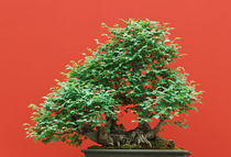 Zelkova bonsai von Antonio Scarpi