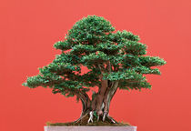 Yew bonsai by Antonio Scarpi