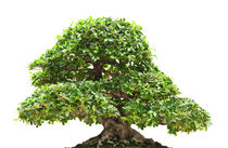 Ficus bonsai isolated by Antonio Scarpi