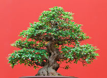 Ficus bonsai by Antonio Scarpi