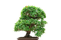 Punica Granatum bonsai tree von Antonio Scarpi