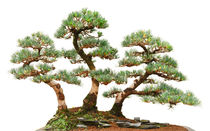 three pine bonsai trees by Antonio Scarpi
