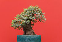 Zelkova bonsai by Antonio Scarpi