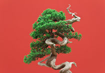 Juniper bonsai by Antonio Scarpi