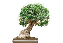 bonsai tree by Antonio Scarpi