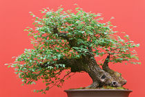bonsai Zelkova tree by Antonio Scarpi