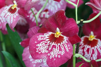 Miltonia orchid flower by Antonio Scarpi