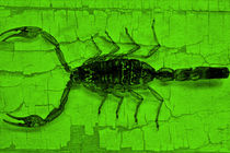 Green scorpion by leddermann