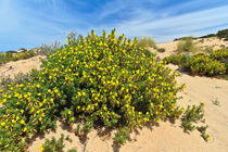 Sardinia - flowered dune by Antonio Scarpi
