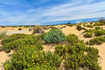 Sardinia - flowered dune in Piscinas by Antonio Scarpi