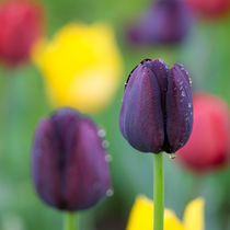 Dark-violet Tulips Flower by cinema4design