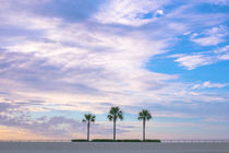 3 Palm Trees by Frank Stettler