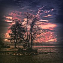Tree Island by Carmen Wolters
