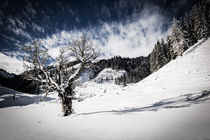 Winter Tree by Lukas Kirchgasser