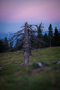 Dead Tree by Lukas Kirchgasser