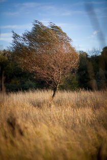 Baum im Gegenwind by Lukas Kirchgasser