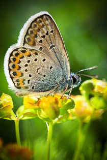 Schmetterling auf Blume by Lukas Kirchgasser