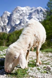 Schaf im Nationalpark Triglav by Lukas Kirchgasser