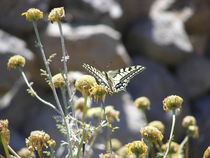 Swallowtail Butterfly von Malcolm Snook